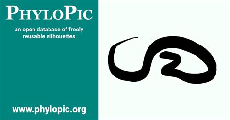 Pythonidae 的图像结果