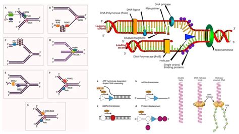 DNA Examples 的图像结果