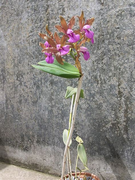Cattleya bicolor
