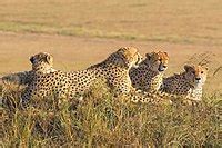 Image result for Python List Iteration