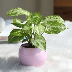 Floweraura Golden Money Plant Price in India - Buy Floweraura Golden ...