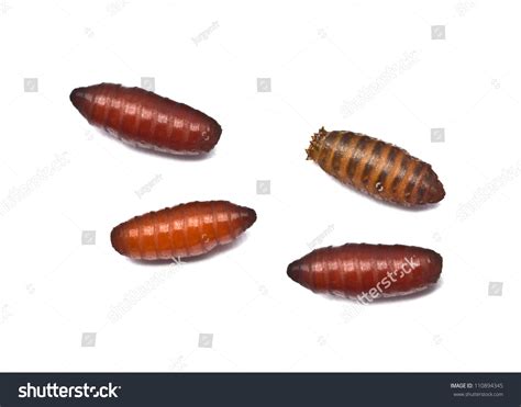 Does Maggots Become Flies