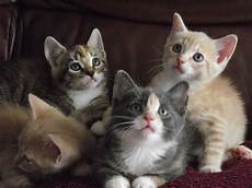 kittens for sale beautiful kittens for sale prescot merseyside pets4homes kittens for sale beautiful kittens for sale prescot merseyside pets4homes