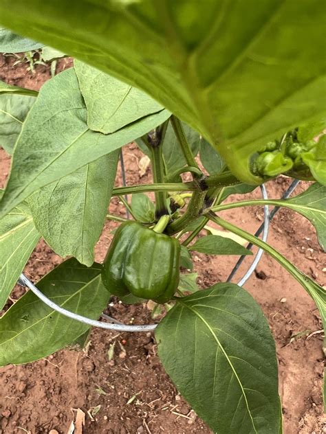 Orange bell pepper plant help! : r/vegetablegardening