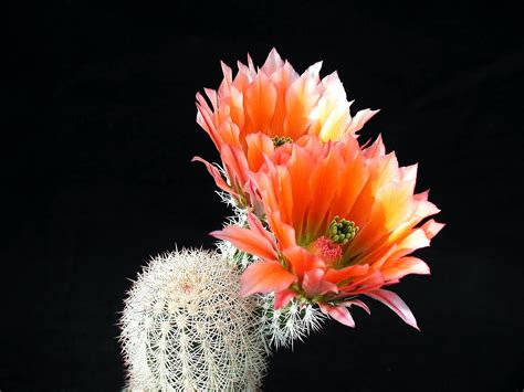Free picture: cactus, cacti, flower, reddish petals, desert plant