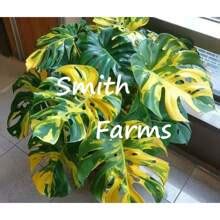 125pcs Seeds, Sun Kisses, Montella House Plants, Tropical Palm Trees ...