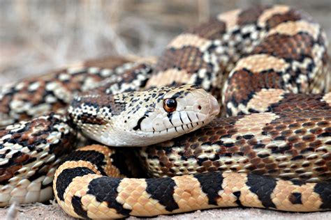 Image result for Green Text Python