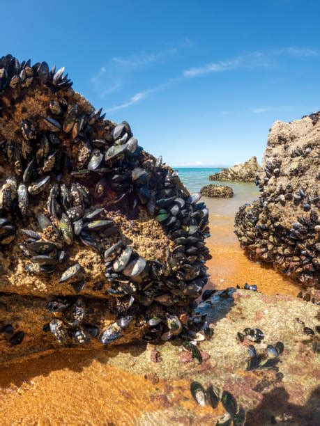 Image result for Muscles Shells