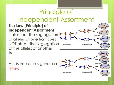 PPT - Heredity PowerPoint Presentation, free download - ID:277569
