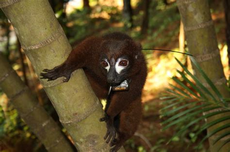 Toamasina (Tamatave) Photos - Featured Images of Toamasina (Tamatave ...