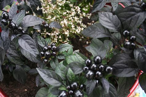 Black Pearl Pepper Plants