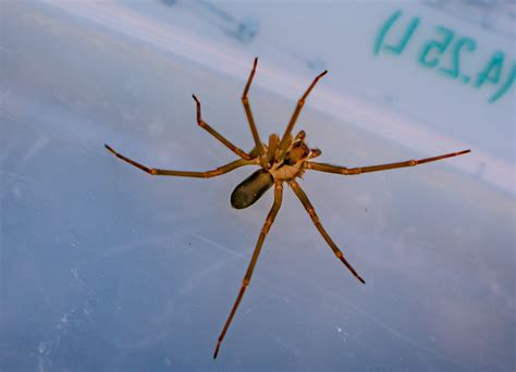 Spiders in North Carolina: There are hundreds, but only 2 you should ...
