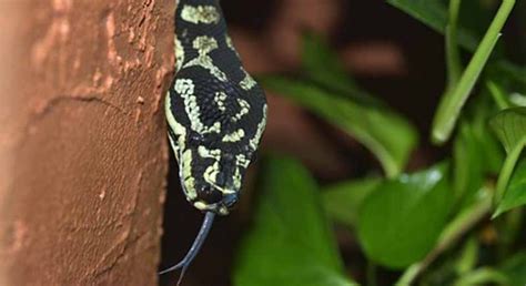 Image result for Python Snake Kills