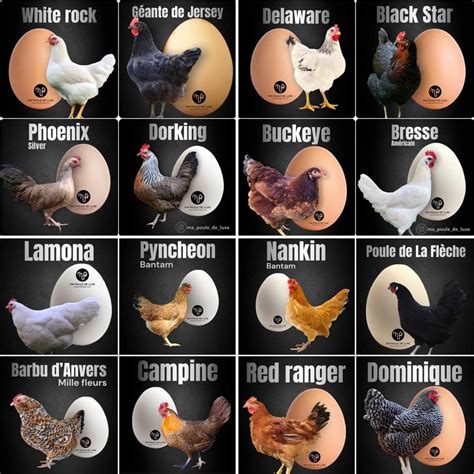 Different Types of Chickens and Their Unique Egg Shells