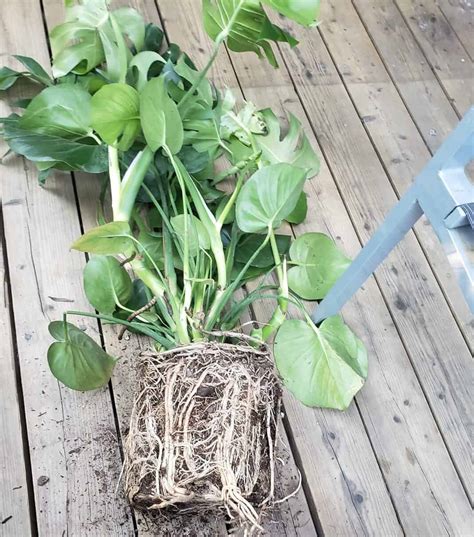 Why Do Monstera Aerial Roots Grow? - Plants Craze