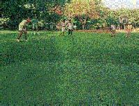 Golfing blues - India Today