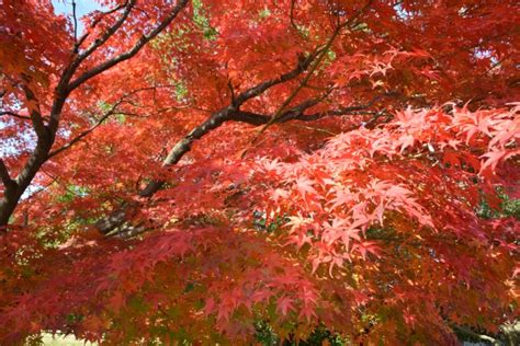 Eindrücke aus Japan: Herbst im Showa Kinen Koen