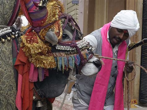 The age-old ritual - How India celebrates Makar Sankranti with bulls ...