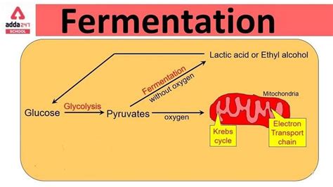 The Process of Conversion of Sugar into Alcohol is Called Fermentation