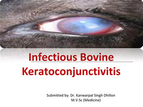 Pink eye or Infectious bovine keratoconjunctivitis | PPT