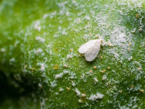 Garden Pests Whiteflies: Controlling Whiteflies In The Garden