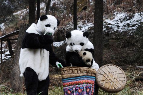 致敬101个稀有大熊猫饲养员梦，你梦想何在？-搜狐