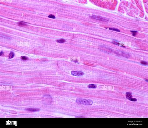 Cardiac Muscle Cells Under Microscope