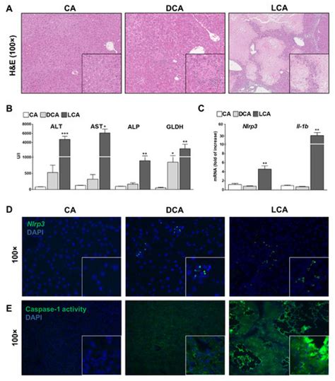 Cells | Topical Collection : The Role of NLRP3 in Health and Disease