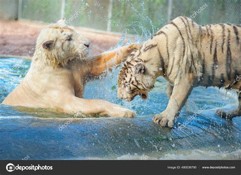 Liger Mix Tiger Lion Animals Nature Background Stock Photo by ©schamin ...