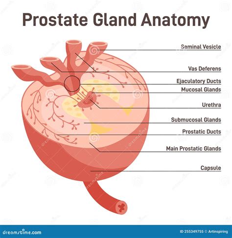 Prostate Schéma Anatomique – Schema Vessie Prostate – DQIW