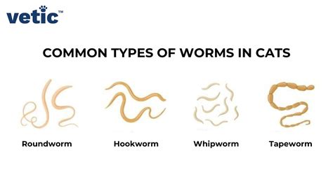 Never Give Up Types Of Worms In The Human Body