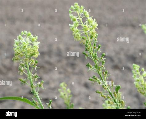 Reseda lutea, commonly known as yellow mignonette, is a flowering plant ...