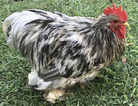 Splash Cochin Bantam Chickens for Sale | Cackle Hatchery