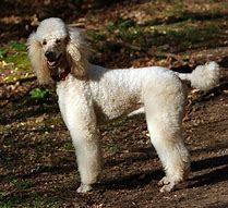 Image result for White Female Teacup Poodle