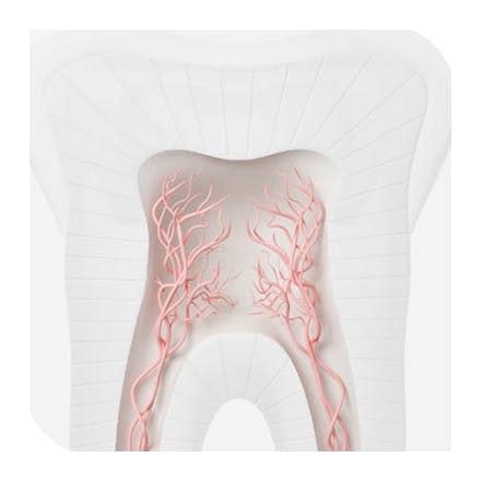 Sensodyne - Brand for Daily Protection from Teeth Sensitivity