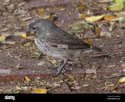 Medium Ground-Finch (Geospiza fortis) Aves Stock Photo - Alamy