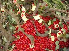 Creative Farmer Tree Seeds Shade Tree Red Sandalwood Seeds For Farming ...