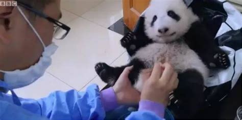 如何才能成为大熊猫饲养员？ - 知乎