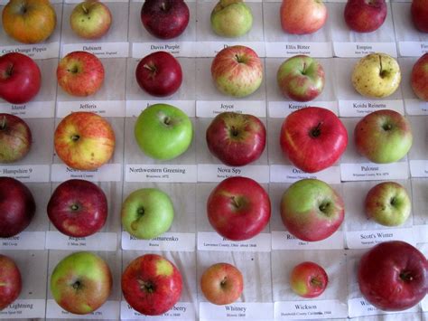 10 Great Heritage Apple Varieties Worth Growing | Apple varieties, Apple, Apple help - types of apples