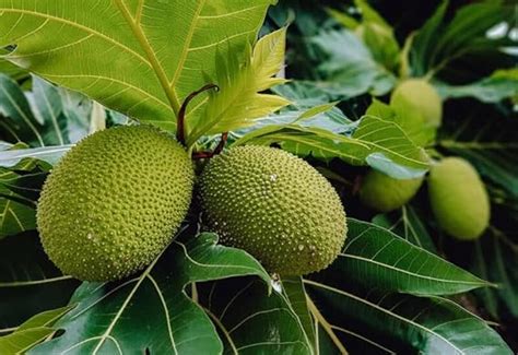 Mphmi Plants Live Tree of Lakshadweep, Breadfruit - Plant : Amazon.in ...