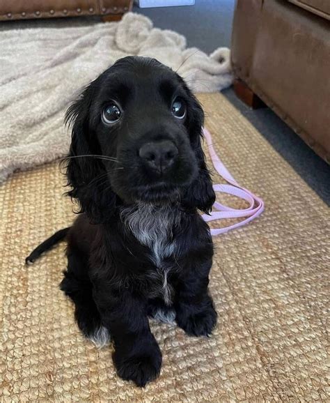 Black English Cocker Spaniel Puppies