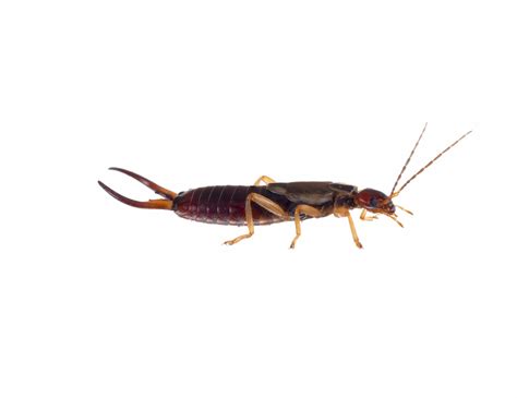 Earwig Pest Control Randburg | Residential & Commercial Extermination