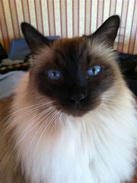 Balinese Cat Rescue Florida | newyorkcaterryus