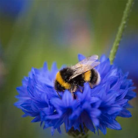 How to Attract Bees to Your Garden with Native Flowers