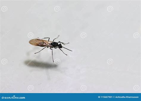 Black Winged Ants Isolated on White Background. Stock Image - Image of ...