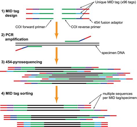 Next-Gen Sequencing 的图像结果
