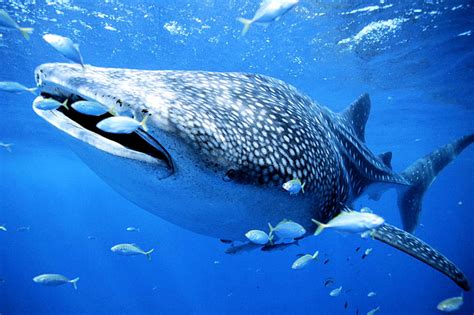 世界上最大的鱼 最长可达20米专吃浮游生物_探秘志