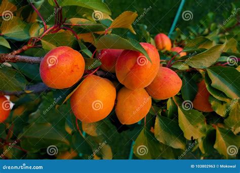 Close-up of Mature Apricots on a Tree between Green Leaves Stock Vector ...