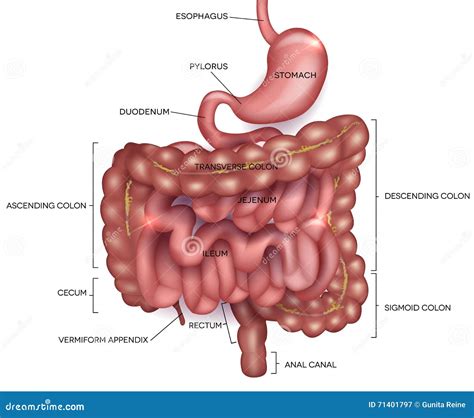 Gastrointestinal Tract With Description Stock Vector - Illustration of anus, human: 71401797