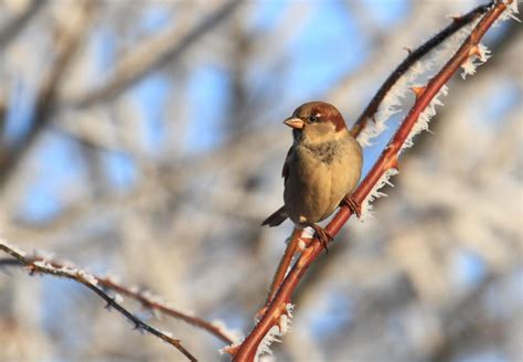 Feeding Birds in Winter - FOUR PAWS International - Animal Welfare ...